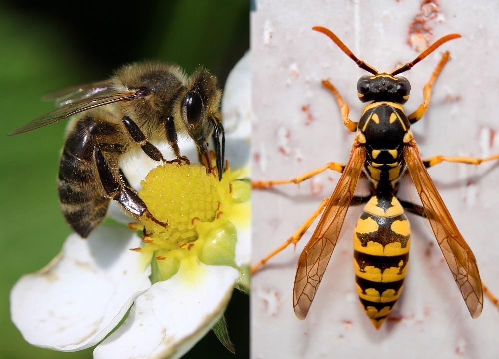 animalven1 abelha vespa