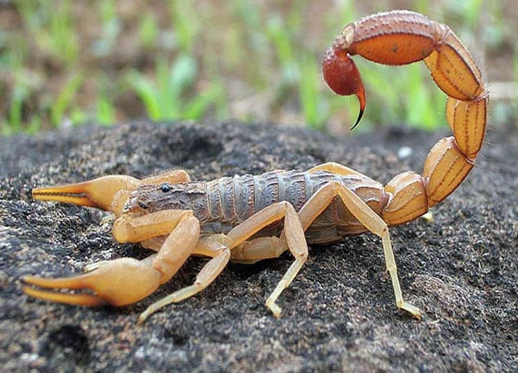 animalven1 escorpiões
