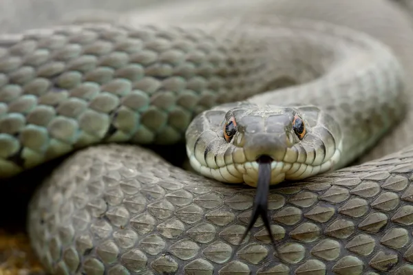 animalven1 serpente