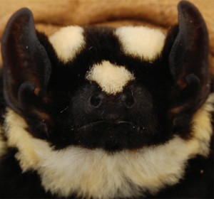 morcego 92