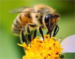 virus veneno abelha