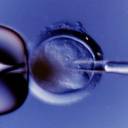 Embrião chinês é um híbrido de homem e coelho