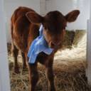 Argentina apresenta vaca clonada que produz leite maternizado