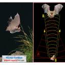 Cientistas desenvolvem ecolocalização dos morcegos em humanos
