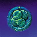 Cientistas da USP criam Primeiras Células-Tronco Embrionárias Brasileiras