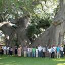 Milenar, baobá gigante tem bar para 60 pessoas em seu interior