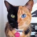 Um gato com o rosto de duas cores