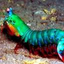 Mantis: conheça a lagosta-boxeadora