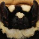 'Morcego-panda' é identificado por pesquisadores na África