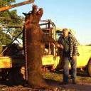 Porco gigante que atacava até vacas na Austrália é real, diz jornal