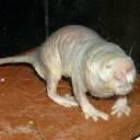 Rato-toupeira-pelado