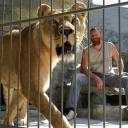 Ucraniano vai viver 35 dias dentro da jaula de leões em zoo