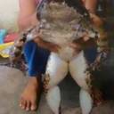 Pescador encontra sapo de 20 kg na Malásia, onde também foi encontrada uma piton de 8 metros e 150 Kg em 2010 !
