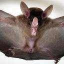 Maior morcego das Américas é capturado em fazenda no MS