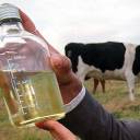 Índia prepara refrigerante de urina de vaca