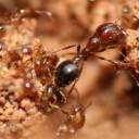 Formigas Carnívoras Gigantes