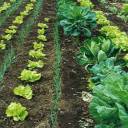 Subsídio para a Agricultura Orgânica