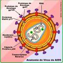 HIV - Vacina Permite pausa maior na terapia