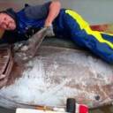 Pescador 'abraça' atum gigante de 415 kg e fatura R$ 60 mil com a venda