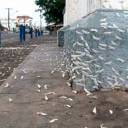 Invasão de mariposas na cidade de Prado, na Bahia (Brasil)