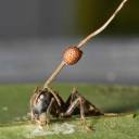 Fungo transforma formigas em zumbis