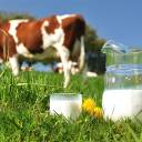 Cientista de Harvard suplica: “Evite o leite pela sua saúde!”