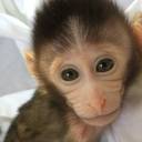 Cientistas chineses criam macacos autistas em pesquisa cruel