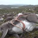 Raio mata 323 renas na Noruega