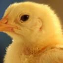 Pesquisadores desenvolvem embriões de galinha com pés de dinossauro