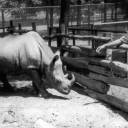 Rinoceronte Cacareco e o Macaco Tião