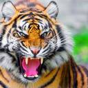 O simbolismo do Tigre