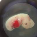 Cientistas criam embriões híbridos de porcos e humanos