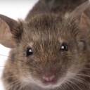 Cientistas do MIT conseguem implantar memórias falsas em ratos