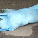 Por que alguns cachorros estão ficando azuis na Índia