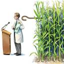 Proibidos estudos independentes sobre OGMs