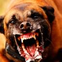 Saiba como se proteger da raiva, doença transmitida por animais infectados