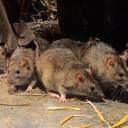 Veneno de rato - uma dose letal para os seres humanos, sintomas e efeitos do envenenamento