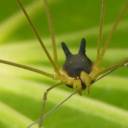 Aranha com cabeça semelhante a de cachorro é encontrada na Amazônia