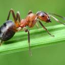 Formigas protegem as plantas de doenças, revela estudo