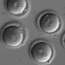 Cientistas criam um dispositivo que pode produzir em massa embriões humanos