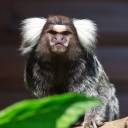 Cientistas CHIMP-MAN-ZEE juntam genes HUMANOS em cérebros de macacos para torná-los maiores em um experimento no estilo do planeta dos macacos