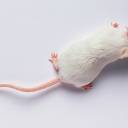 Cientistas ensinaram ratos a cheirar um odor que não existe
