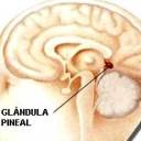 Alimentos para reativar sua glândula pineal: Nutrição para o olho da mente