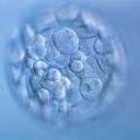 Edição do gene CRISPR em embriões humanos causa confusão cromossômica