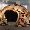Construções com ossos de mamutes nos protegiam do gelo há 20 mil anos