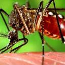 A edição de genes pode tornar os mosquitos inférteis, reduzindo a propagação da doença
