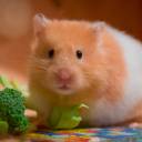 Cientistas transformam hamsters em monstros hiper-agressivos