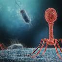 Cientistas israelenses desenvolvem vírus de “precisão” que matam bactérias prejudiciais ao intestino