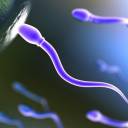 Um controle de natalidade experimental ataca o esperma como um vírus