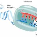 Descoberta identifica uma transcriptase reversa humana altamente eficiente que pode escrever sequências de RNA no DNA